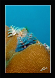 christmas tree worm in Anita's reef - Island 5/6 Similan ... by Adriano Trapani 